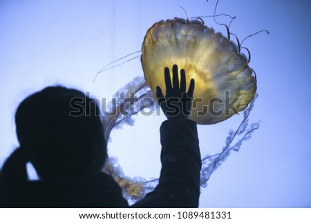 little girl observing jellyfish in the aquarium