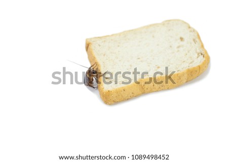 Cockroaches are eating bread on isolated white.