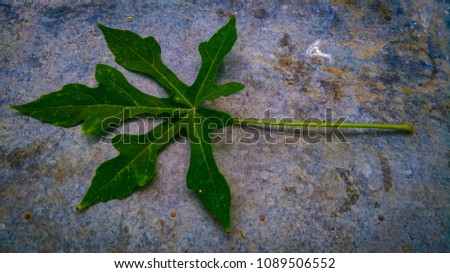 the hand leaf