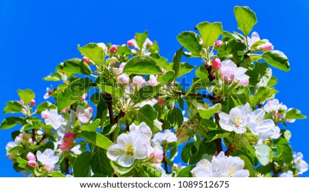 Highly bright and vibrant close up image of white wild apple tree blossom in city streets in spring on the blue sky background 