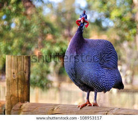 Helmeted Guinea Fowl Royalty-Free Stock Photo #108953117