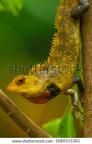 Chameleon close up shot, isolated with blurred background