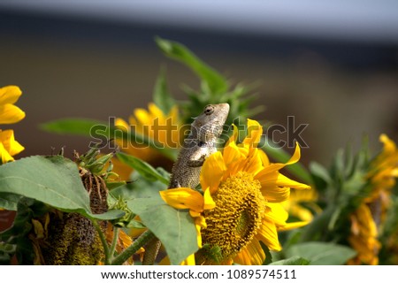 Sunflowers and chameleon