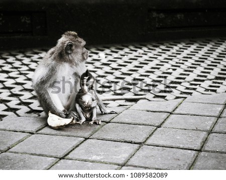 
Cute macaque monkey with mother monkey