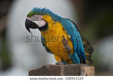 Blue-and-Yellow Macaw (Ara ararauna), also known as the Blue-and-Gold Macaw ~ South Africa