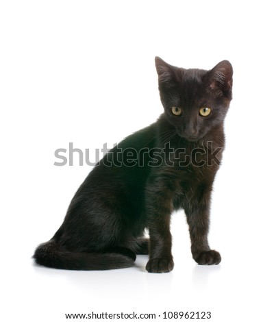 black kitty on white background
