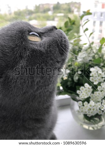 cat window flowers