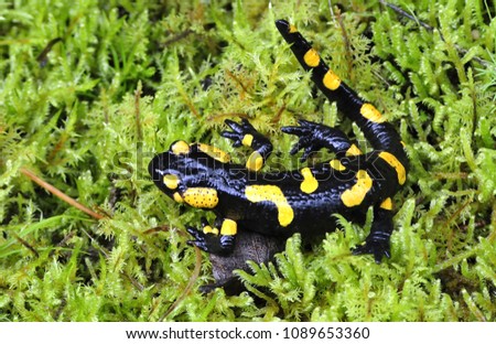 The fire salamander is a varied amphibian in the woods