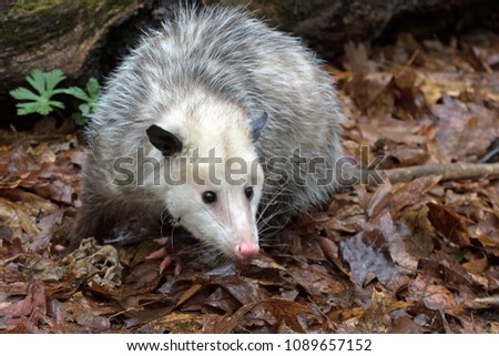 curious young possum looking for grubs on a log