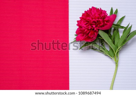 Peonies flowers rose pink on white rose pink background