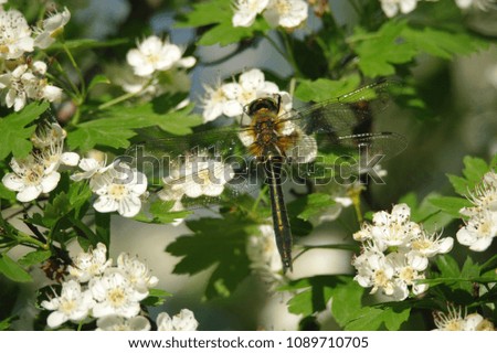 Golden dragonfly on white flower in natural, Animal life.