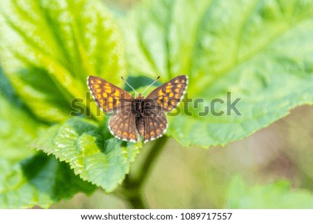 beautiful butterfly sitting on green leaf close-up