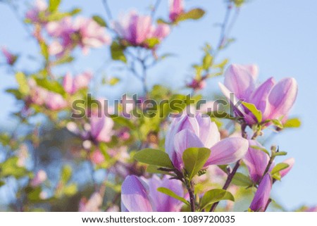 Magnolia flower. Blooming tree in the spring. Pink magnolia branch