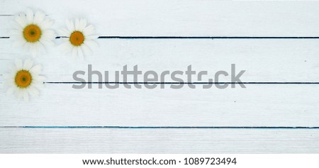 Summer background. Wood banner from chamomile.