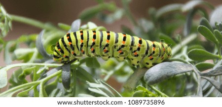 a close up view of a Swallow Tail Butterfly Caterpillar