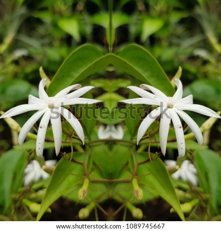 background with white jasmine flowers