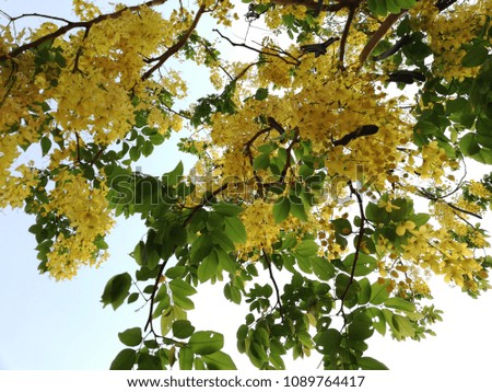 Elephants Trunk or Pea Flower, Golden rain tree, Amaltas tree plant leaves