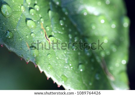 Close up of a leaf with water drops reflecting morning sun, macro picture with a sharp detail and soft presepctive