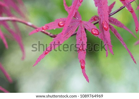 Close up of leaves of Japanese acer plant with water drops reflecting morning sun, macro picture with sharp detail