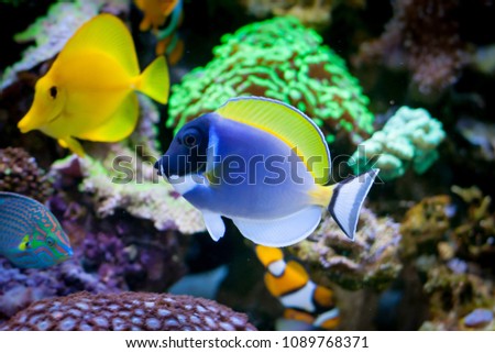 Acanthurus leucosternon  in Home Coral reef aquarium. Selective focus.
