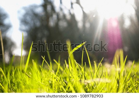 green grass background, macro