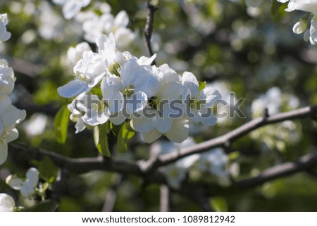 Apple orchard with blossoming flowers.