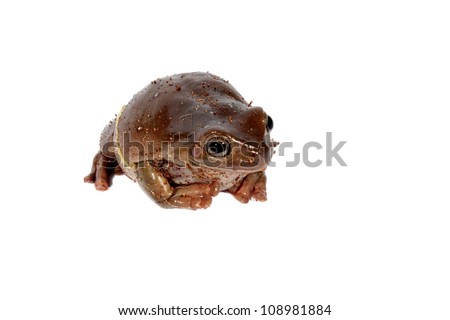 Brown Australian dumpy tree frog sitting on an isolated background.