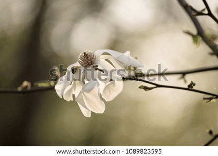 Blossoming of magnolia white flower in spring time at sunset, retro vintage hipster image
