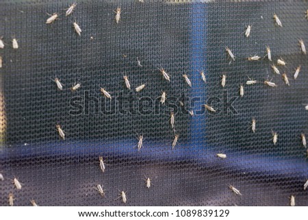 Lot of midges or mosquiotos sitting on balck protective insect screen. Chironomus plumosus