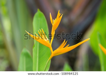 yellow bird of paradise flower