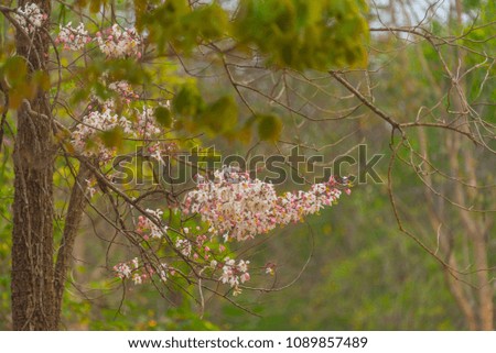 colorful flower on tropical tree in Thailand, natural scene in Asia