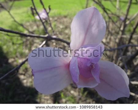 Closeup of Pretty Pink Magnolia Blossom Blooming in the Spring near Kansas City, Missouri