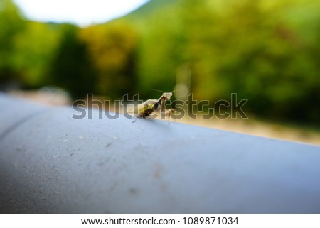 wart on a tile roof. (Insect)