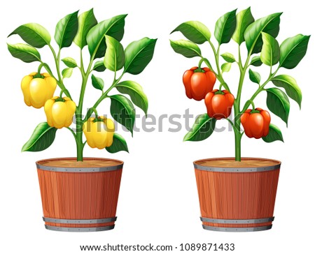 Yellow and Red Bell Pepper Plant illustration