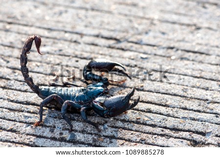 Scorpion on street in the morning.