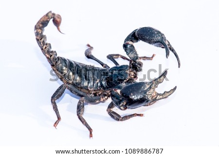 Scorpion on street in the morning on white background.