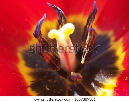 Pistil, stamens and red petals of Tulip Bud. Macro mode.