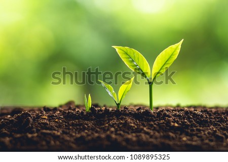 Tree Growth Three Steps In nature And beautiful morning lighting Royalty-Free Stock Photo #1089895325