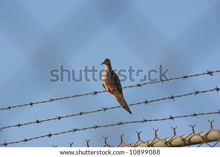 Pigeon Behind  the Fence
