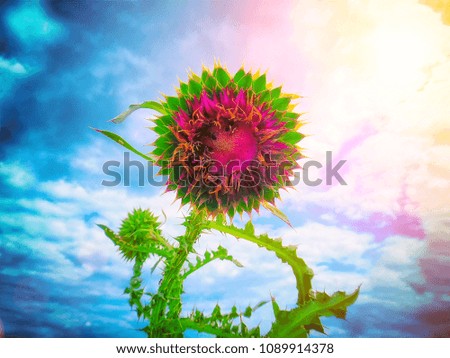 Beautiful pink thistle flower on a background of blue cloudy sky. Weed. Nature background. Place for text.