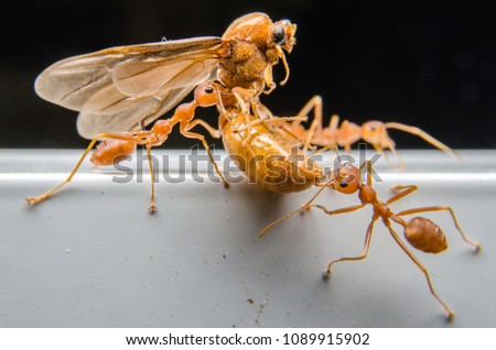 Macro shot,Ants are sending insect to each other,Teamwork.