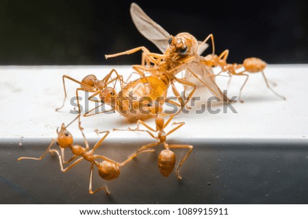 Macro shot,Ants are sending insect to each other,Teamwork.