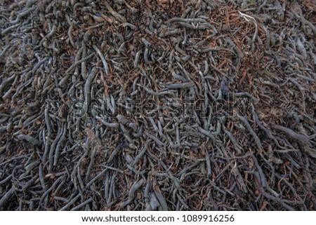 Pattern of colorful tree roots, used for background.
