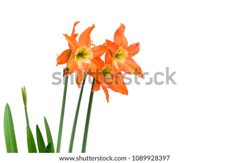 Orange flower isolated on white background, with clipping path