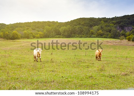 Hairy Cows