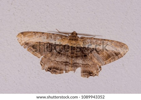 Closeup view of Moth