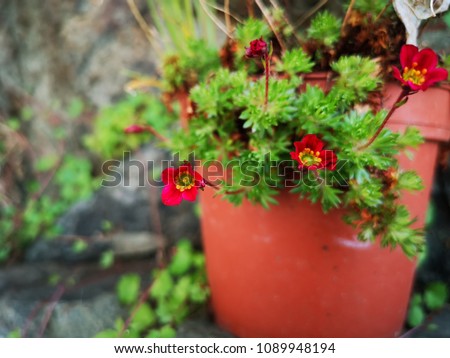 Saxifraga x 'Peter Pan'.' Peter Pan' Arend’s saxifrage, Rosenbräcka (Saxifraga arendsii) flowers in the red pot In norway. 