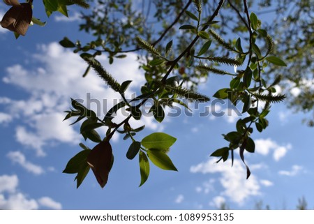 Nature- Sky, Trees, Sunlight, Greenery, Clouds