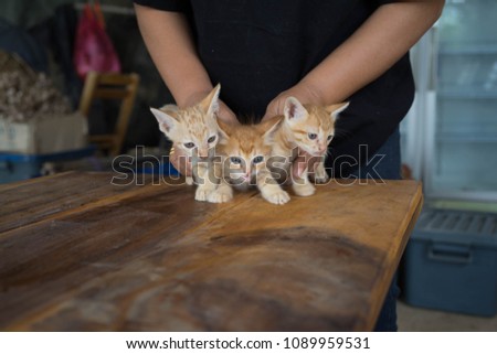Three orange-colored cats are smashing.