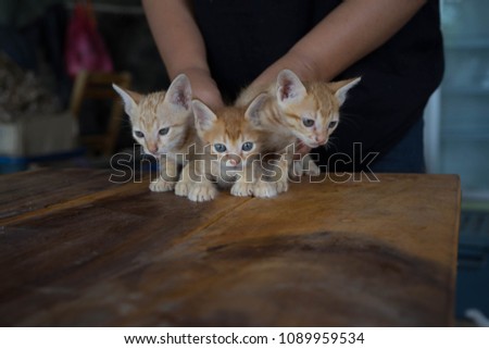 Three orange-colored cats are smashing.